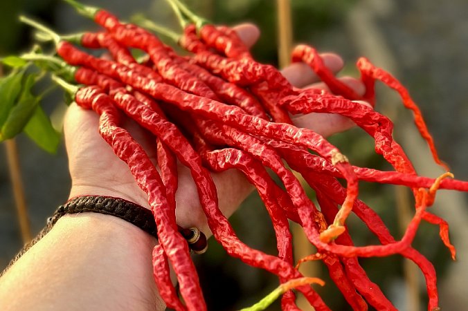 Thunder Mountain Longhorn | Chilli semena