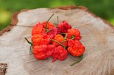 Carolina Reaper HP22B | Chilli semena