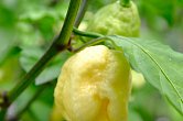 Carolina Reaper White | Chilli semena