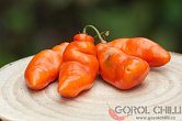 Rocoto Oculto CLEF | Chilli semena