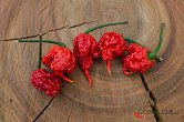 7 Pot Primo Red | Chilli semena